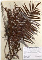 藏品(臺灣瘤足蕨)的圖片